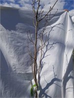 Kobus Magnolia  -  9 foot tall