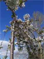 Weeping Flowering Cherry Tree 10 foot tall