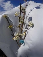Flowering Pear tree 9 foot