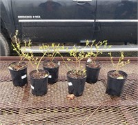 6 Big Bonus Blueberry Plants