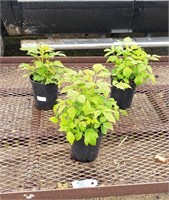 3 "Heritage" Red Raspberry Plants