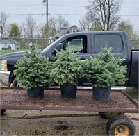 3 Baby Blue Spruce Trees