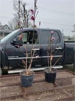 2 Purple Magnolia Tulip Plants