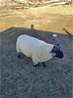 LAST YEARS BOTTLE LAMB BUCK SHEEP