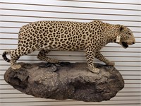 Leopard Full Body Mount, Wall Hanger, PA ONLY SALE