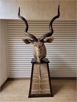 Greater Kudu 55" Pedestal Mount w/ Hide