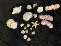 Group: Collection of Shells