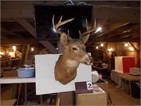 8 Pt Deer Head