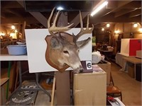 8 Pt Deer Head