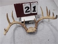 11 Pt Rack