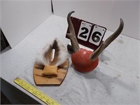 Deer Tail and Pronghorn Rack