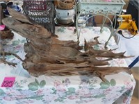 Large Driftwood piece