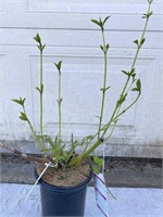 1 gallon yellow twig dogwood. 20 inches tall