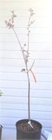 Prairie fire flowering crabapple 4 foot