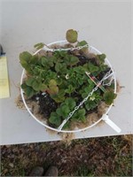 Strawberry  Seascape in hanging basket 12" across