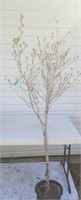 Japanese Snow Bell’ Mystery tree 6 foot potted