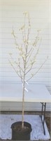 Pyrus calleryiana Chanticleer 9 ft  flowering tree