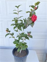 Red early flowering camellia about 36 inches tall