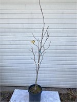 Butterfly magnolia potted and well-established