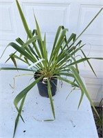 Perennial yucca plant about 36 inches wide 24