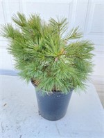 Blue shag pine about 15 inches tall