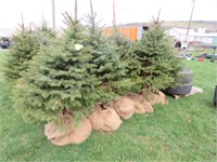 BLUE SPRUCE- THIS IS 5 TIMES THE MONEY