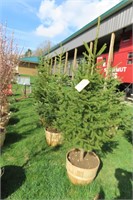 BLACK HILLS SPRUCE THIS IS 4 TIMES THE BID AMOUNT