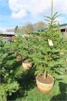 BLUE SPRUCE THIS IS 4 TIMES THE BID AMOUNT
