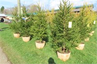 NORWAY SPRUCE THIS IS 4 TIMES THE BID AMOUNT