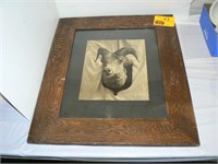 OAK FRAMED ANTIQUE PHOTO OF RAM'S HEAD?