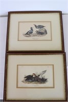 Pair Framed Audubon Duck Prints