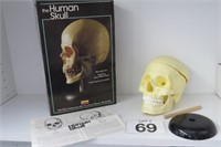 Human Skull Model With Moveable Jaw