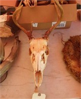 Deer Skull.