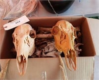 Box of skulls and bones.