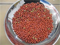 Food Plot - Bean Seed