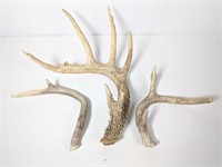 Antlers Decorative Pieces