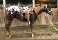 2YR OLD APHC GELDING