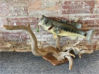 Taxidermy Bass on Driftwood with Lure 32” x 18”