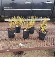 6 Polaris Blueberry Plants