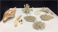 Collection of Vintage Natural Shells & Coral K15B