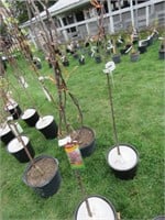 CENTURIAN ROSE RED CRABAPPLE THIS IS 2 TIMES THE