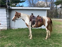 12 YR OLD PAINT CROSSBRED MARE