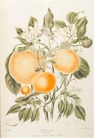 Orange Tribe Botanical Print