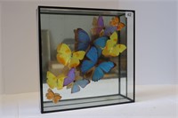 SHADOW BOX BUTTERFLY DISPLAY 12"X12"