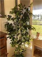 Ficus Tree