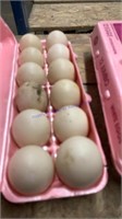 1 Doz Fertile Muscovy Duck Eggs