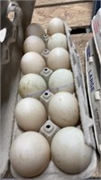 1 Doz Fertile Khaki Campbell Duck Eggs
