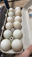 1 Doz Fertile Khaki Campbell Duck Eggs