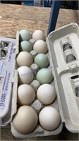 3 Doz Fertile Mixed Duck Eggs