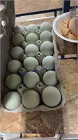 1.5 Doz Fertile Ameraucana Eggs